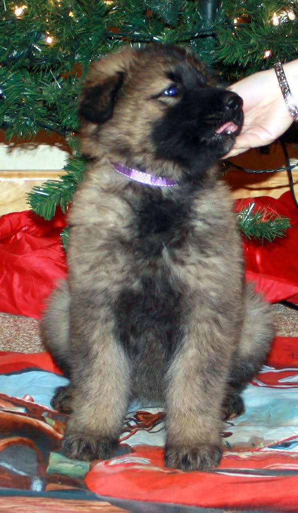 Introducing Maggie the Shiloh Shepherd